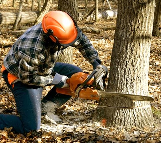 Tree Removal in Unionville, VA